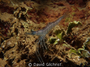 Long Armed Prawn, Chuuk Lagoon by David Gilchrist 